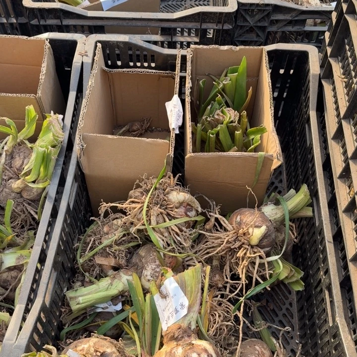 完全开放混球7厘米*3颗