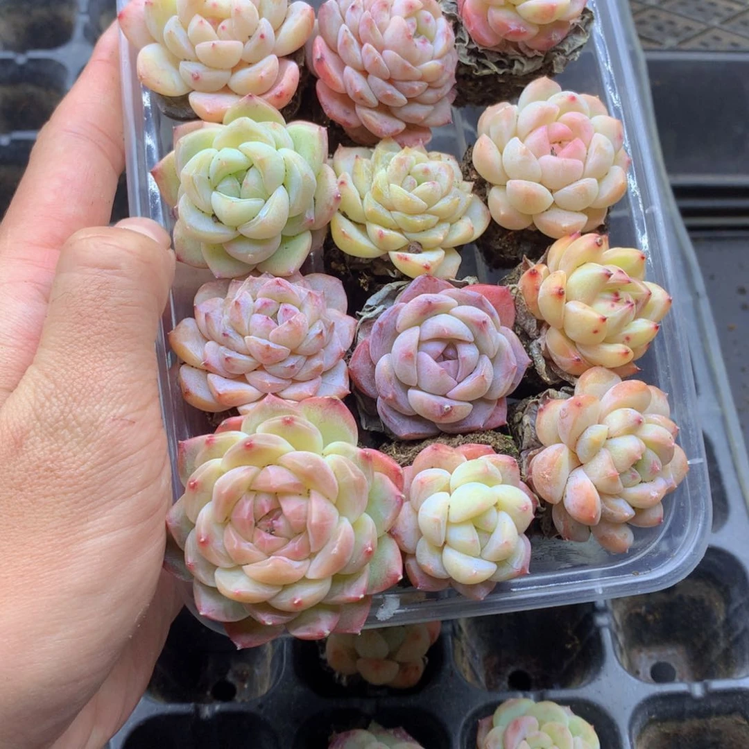 反反复复还是很开心的057