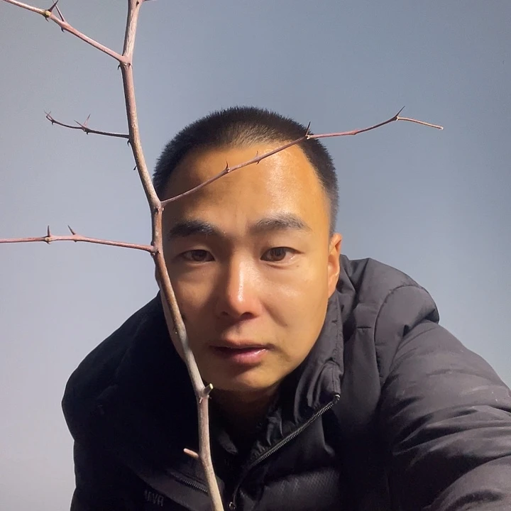 咆哮树苗38一颗啊