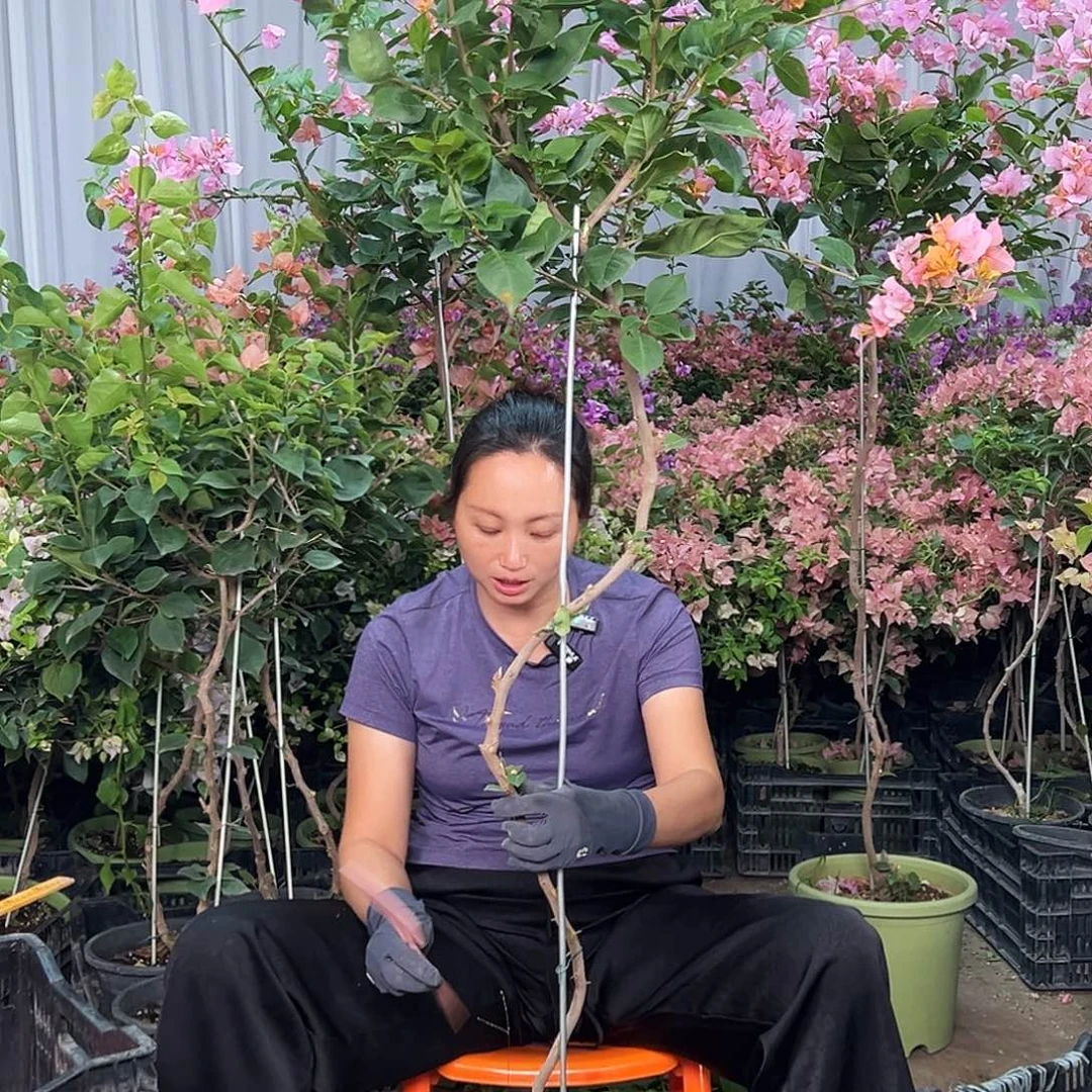 菲***人大部分花苞少量开放B57变色龙