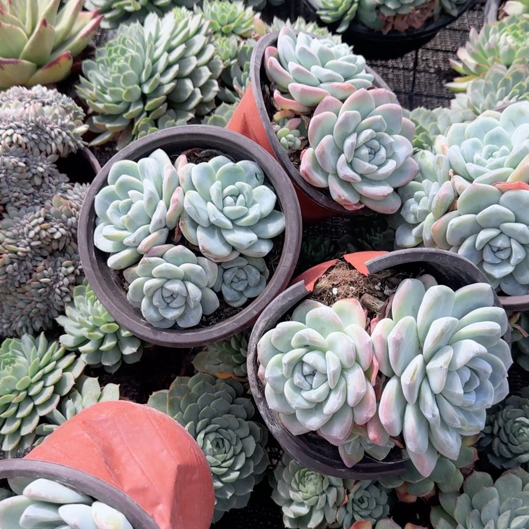 无花朵冰玉150盆群生特价多肉