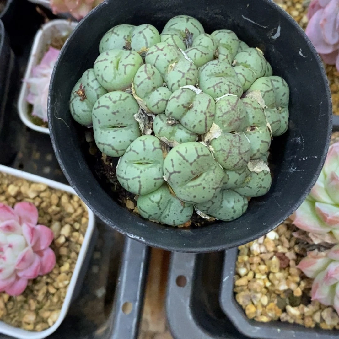 精品肉一物一拍不包整178