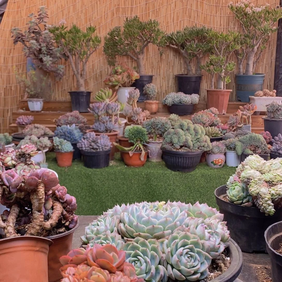 悟34号粉水晶群生