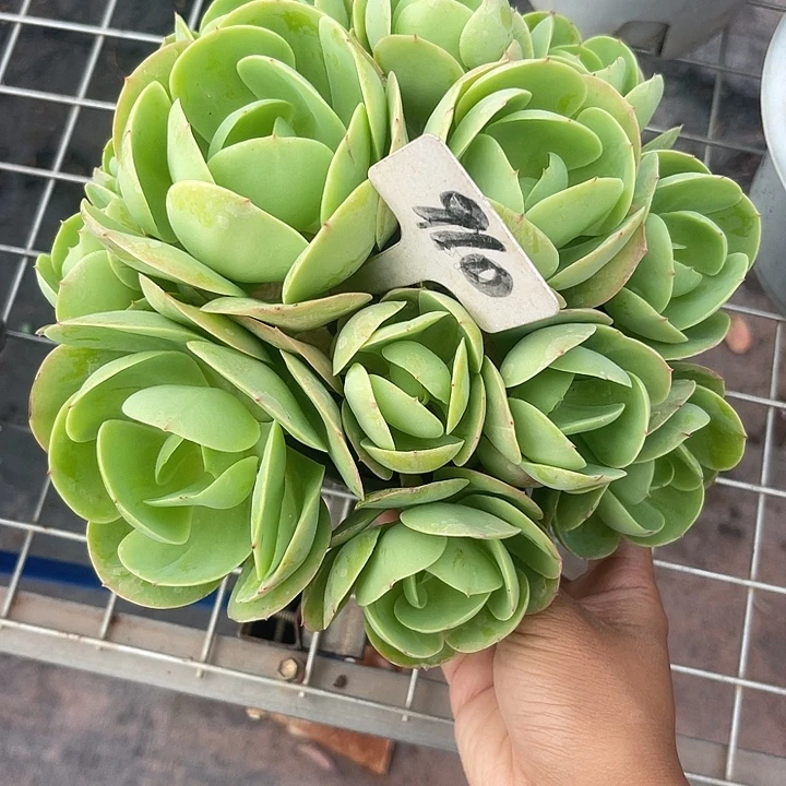 晨语多肉,一物一拍碧桃910