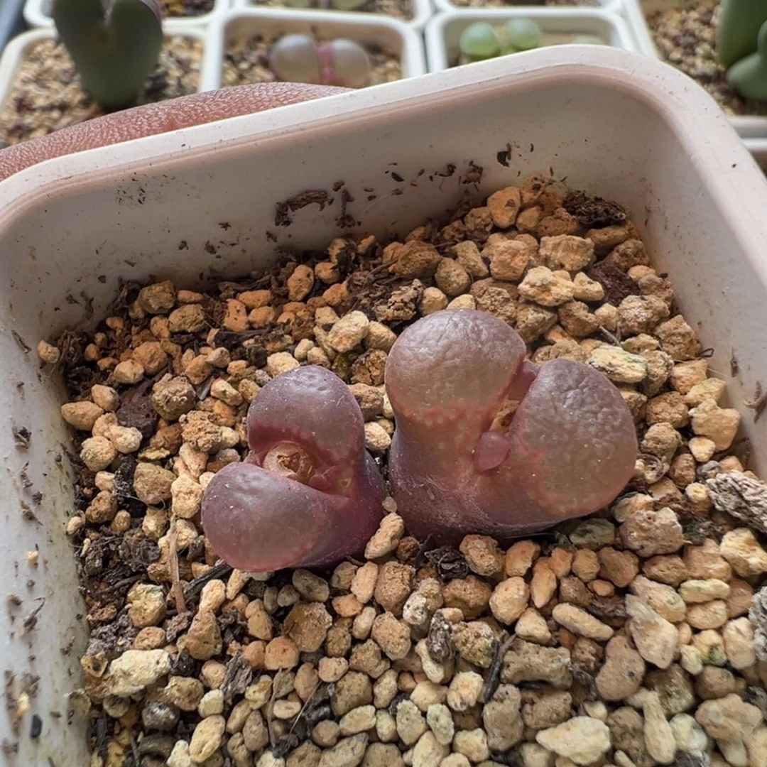 无花朵实生风铃玉29
