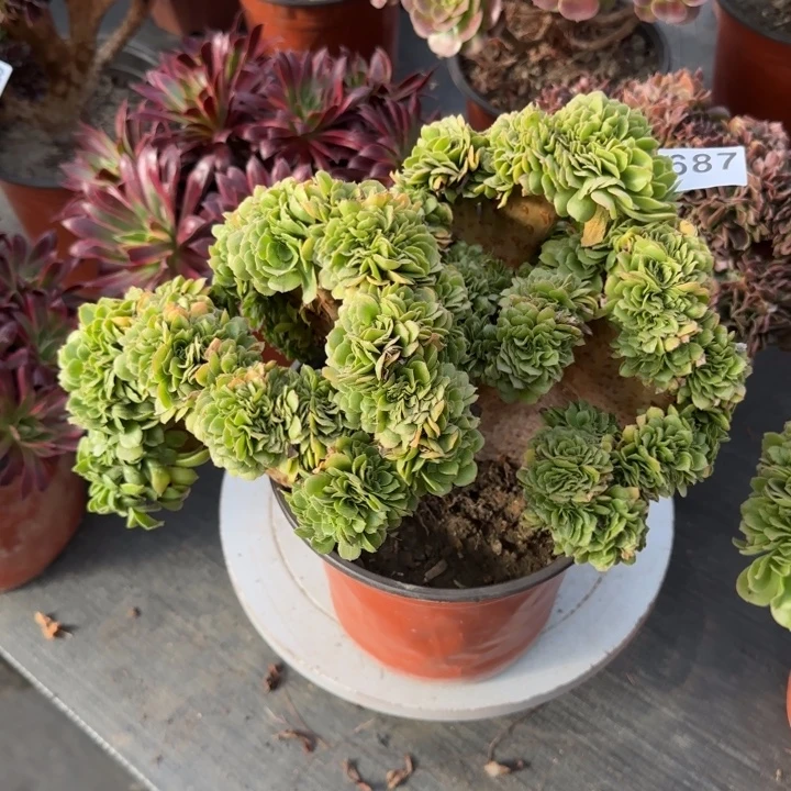 多肉植物绿羊绒缀687