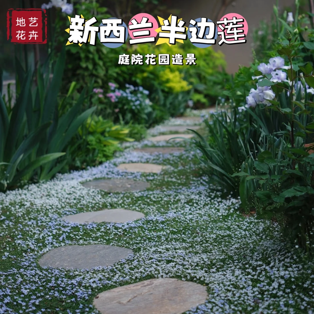 【地艺花卉】新西兰半边莲庭院花园四季开花绿化超矮草坪耐热耐寒旱
