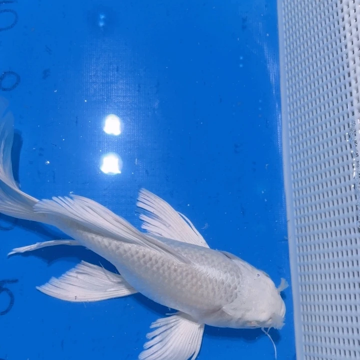 锦鲤锦鲤包邮包售后