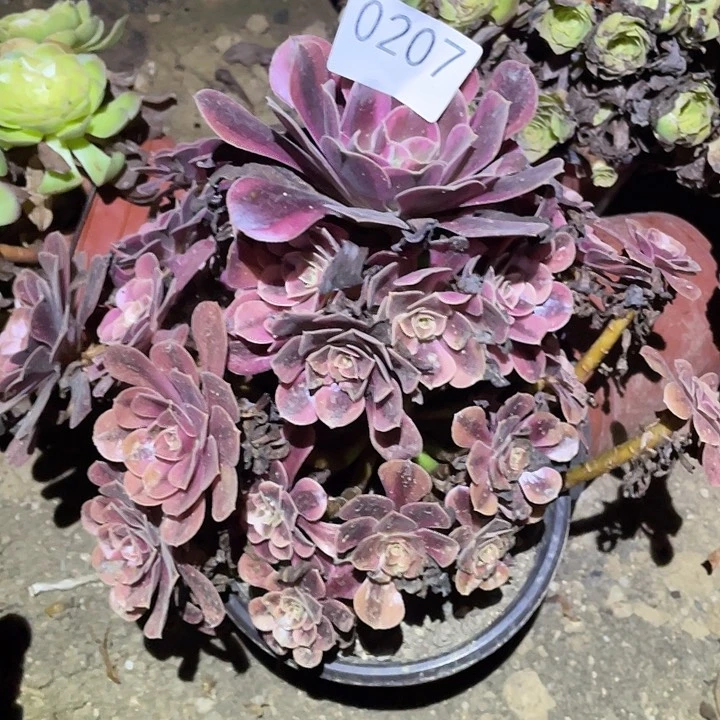 多肉植物法师207美杜莎