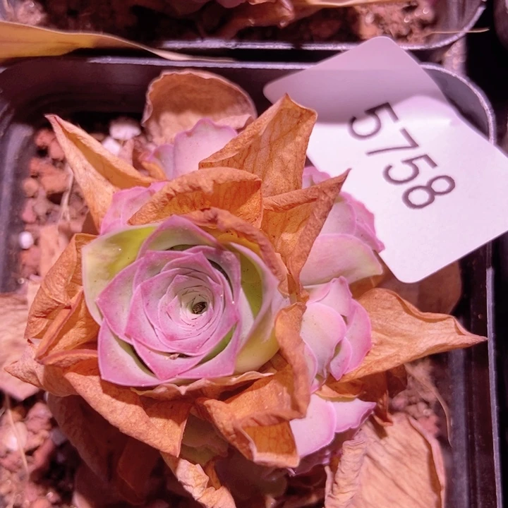 シ****?5758山地玫瑰花裙