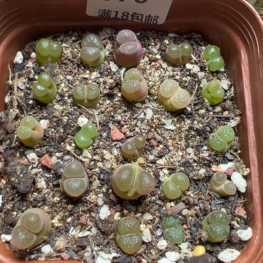 【闪购商品】 070。