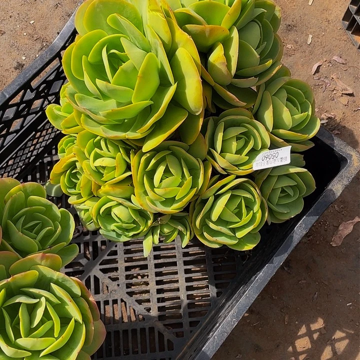 迎**夏        碧桃多肉05060