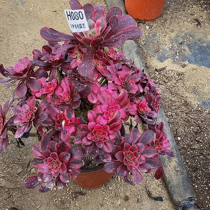 多肉香奈儿080多肉植物