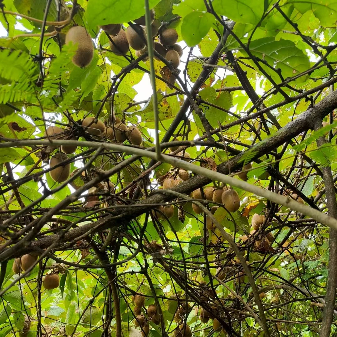 陕西新鲜采摘当季猕猴桃很甜不酸现摘现发