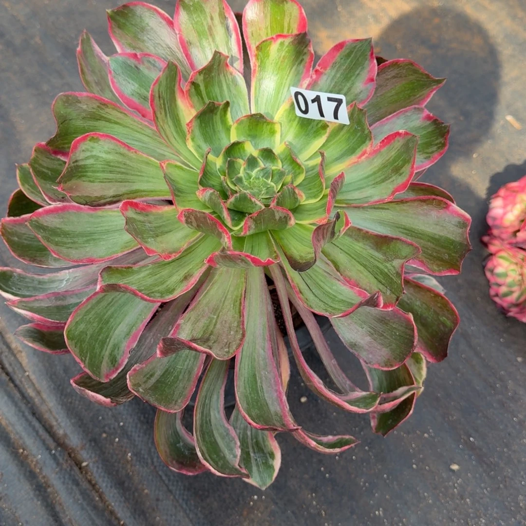 017多肉植物恶魔之眼