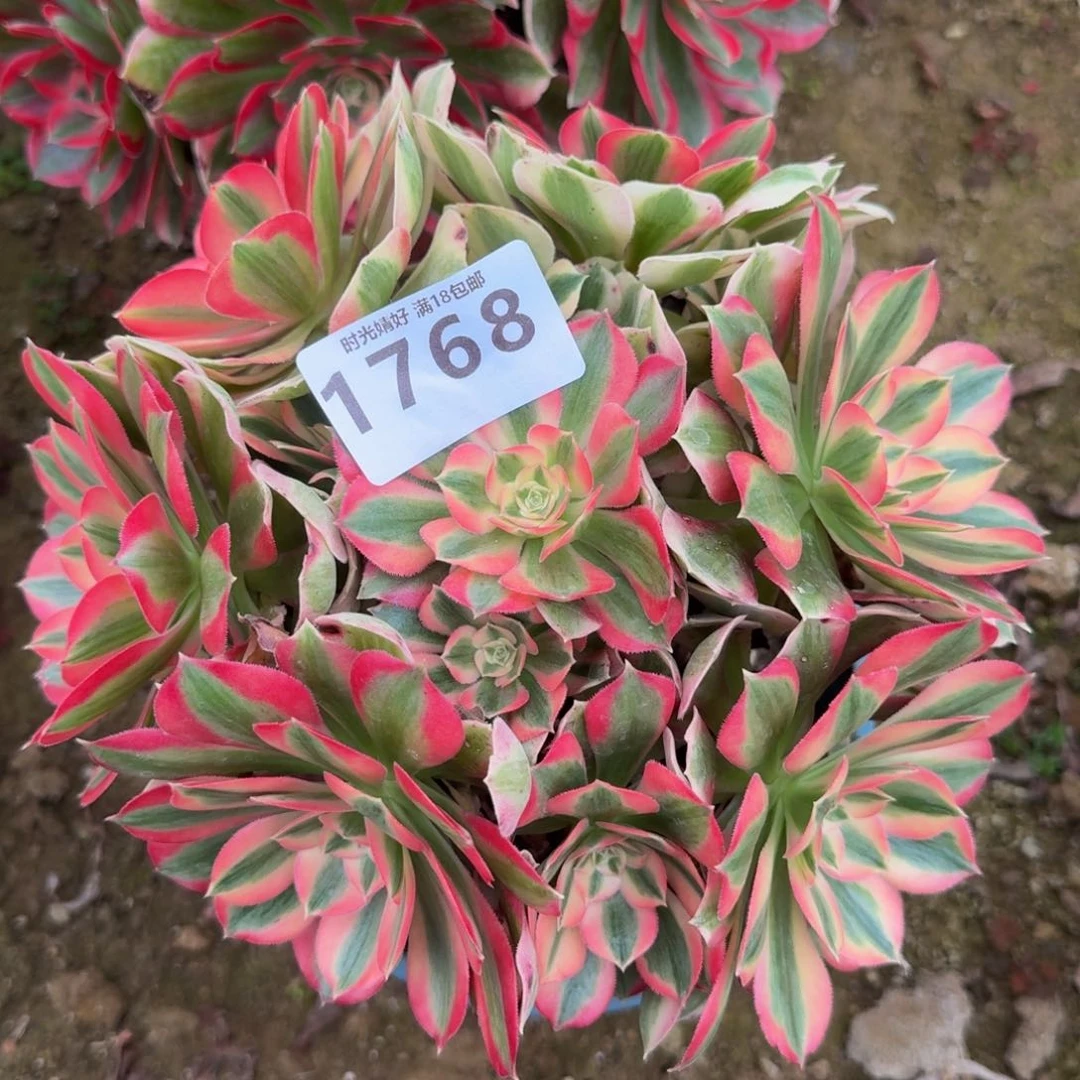 1768。女巫。多肉植物