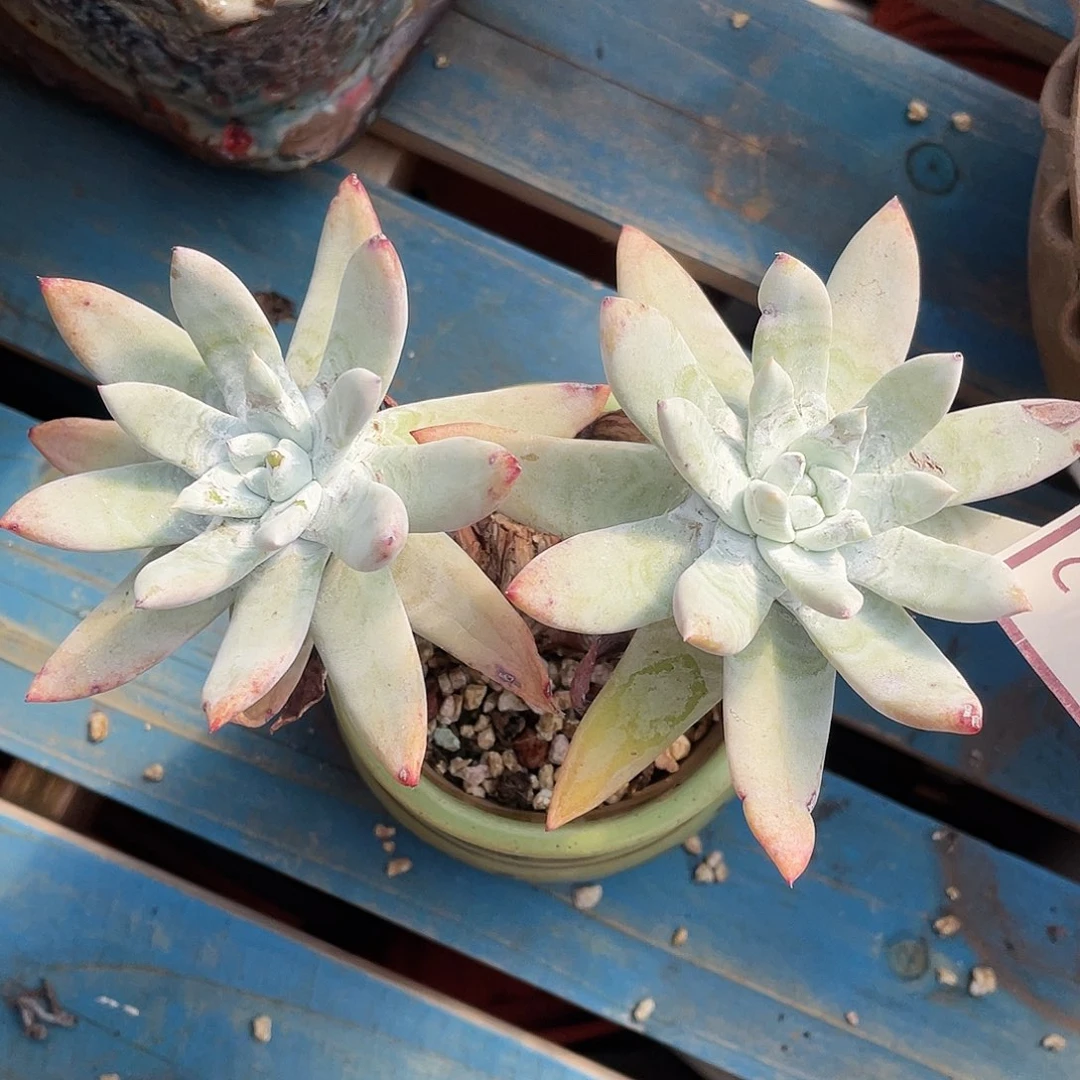 苹果拇指多头老桩0802