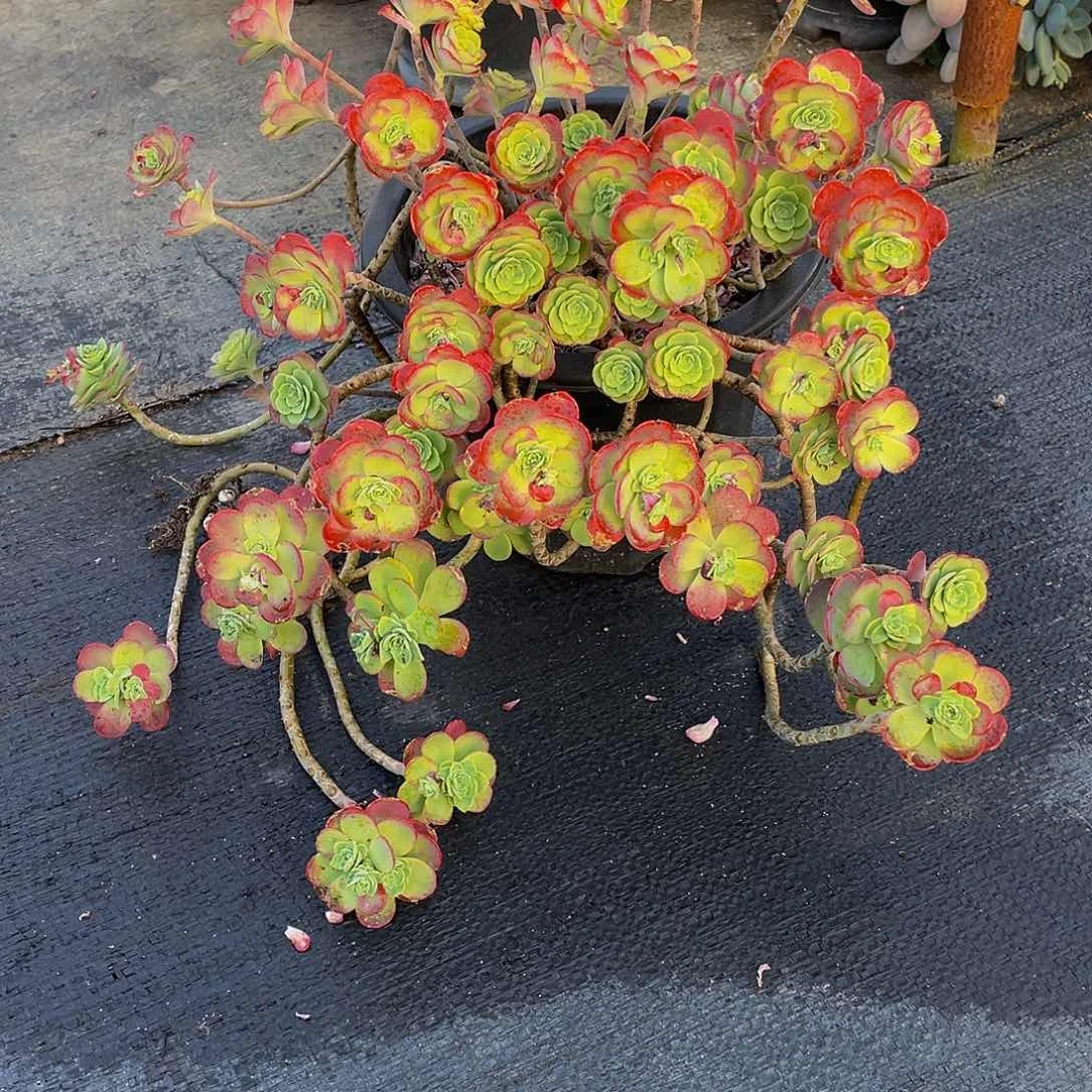 霜*?薄化妆多肉植物