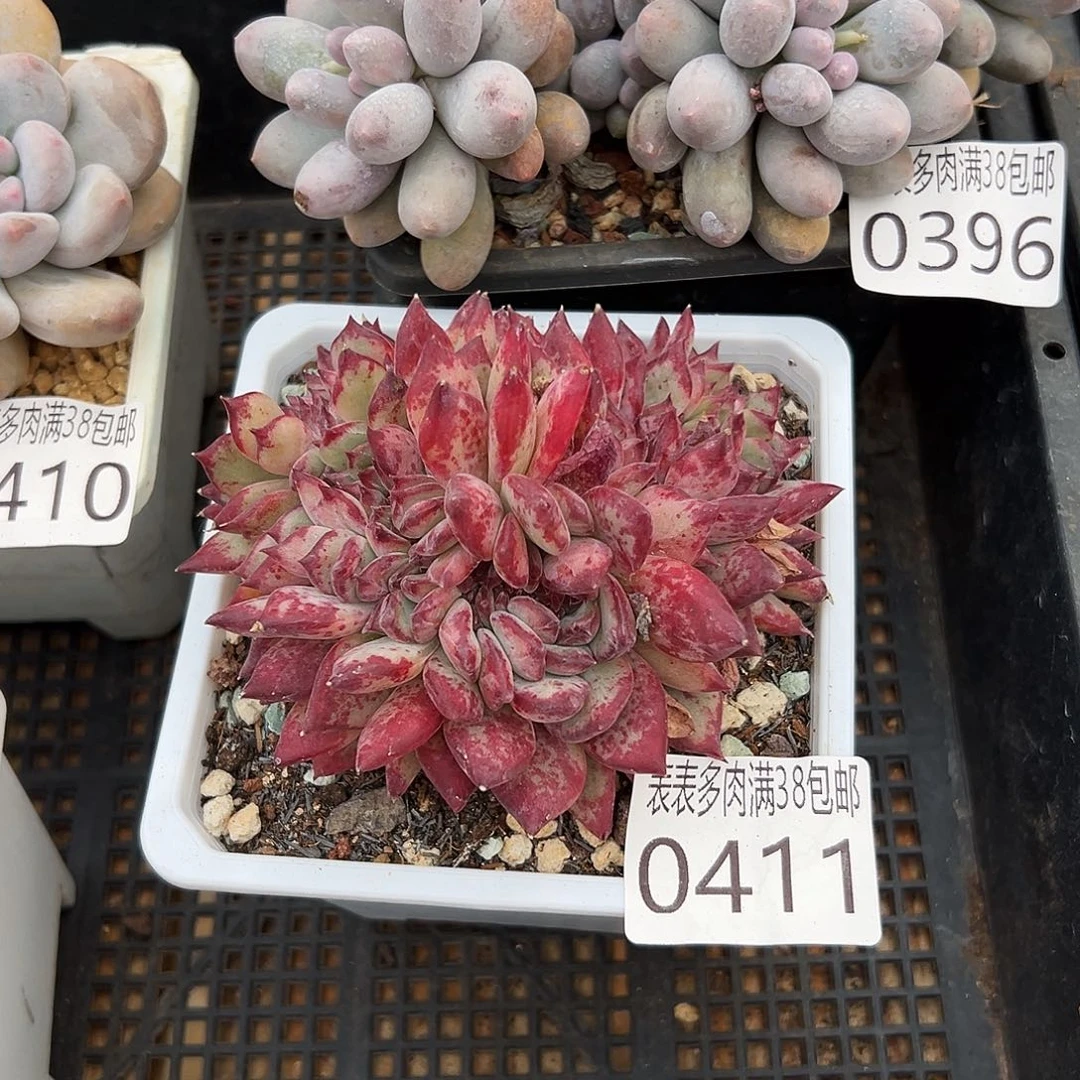 多肉一物一拍植物0411