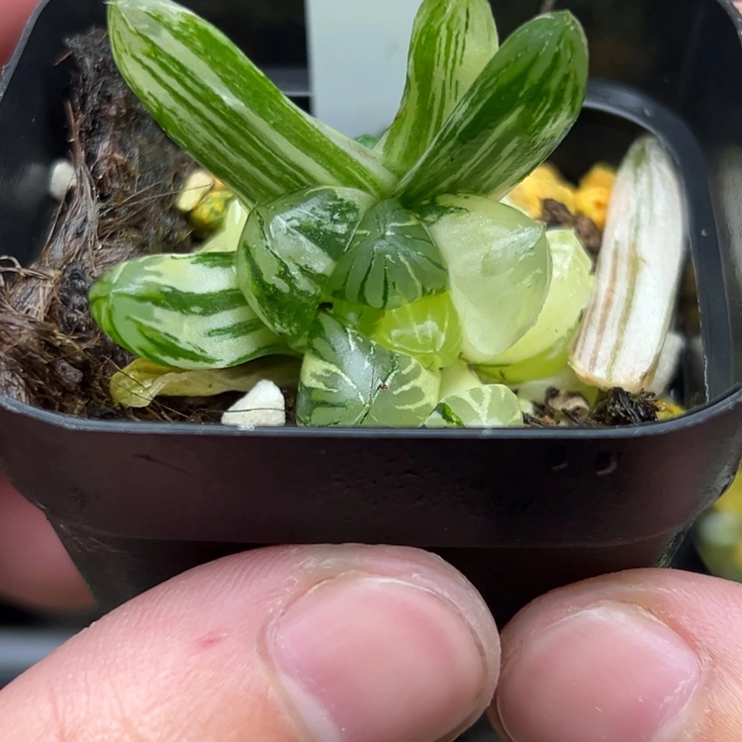 45残雪玉露锦一物一拍