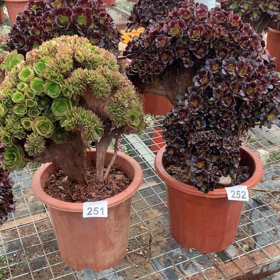 阿*桃251252两颗套餐缀化有瑕疵