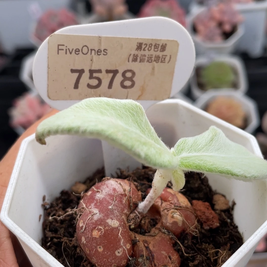 断崖女王 7578-4.0厘米