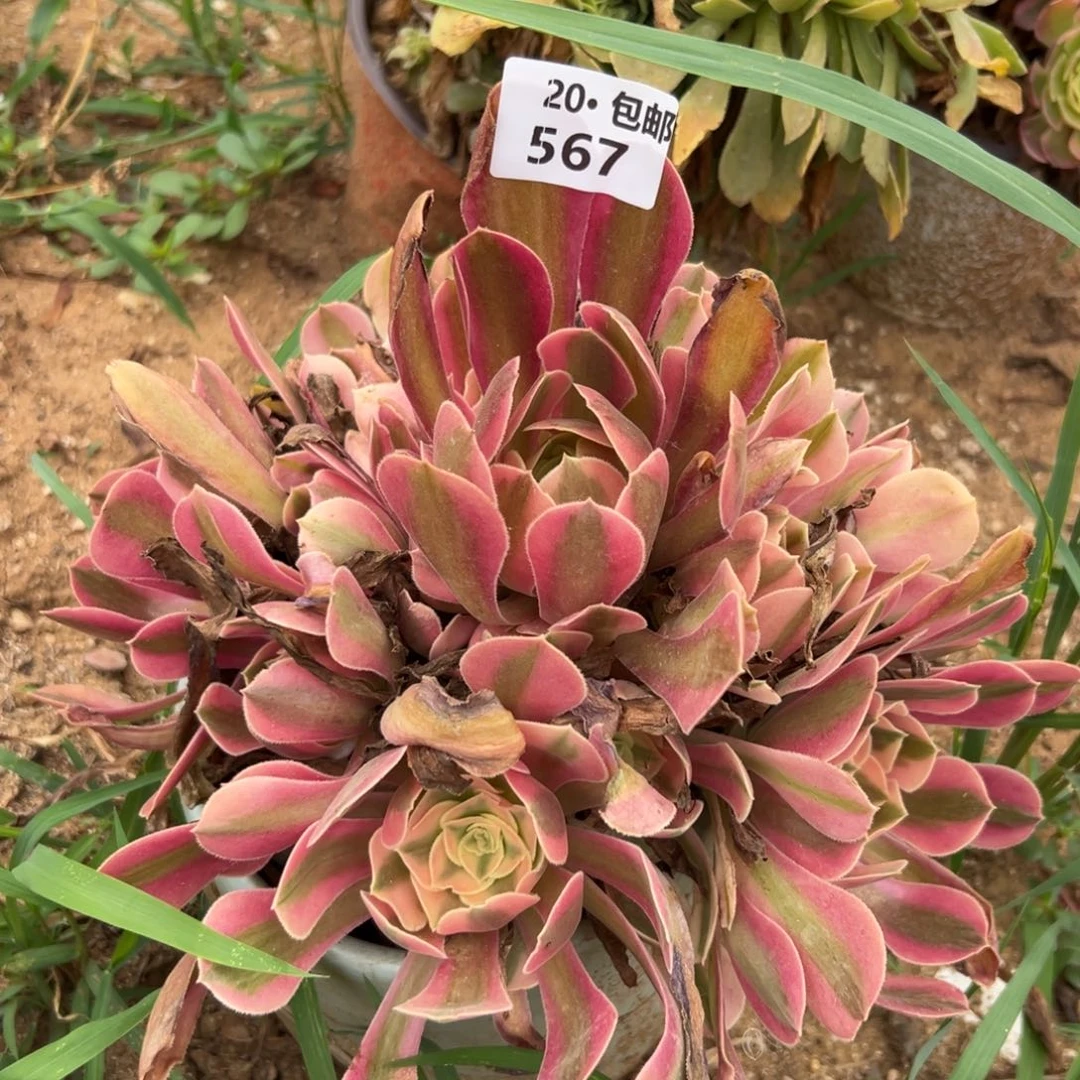 567女巫，满20包邮