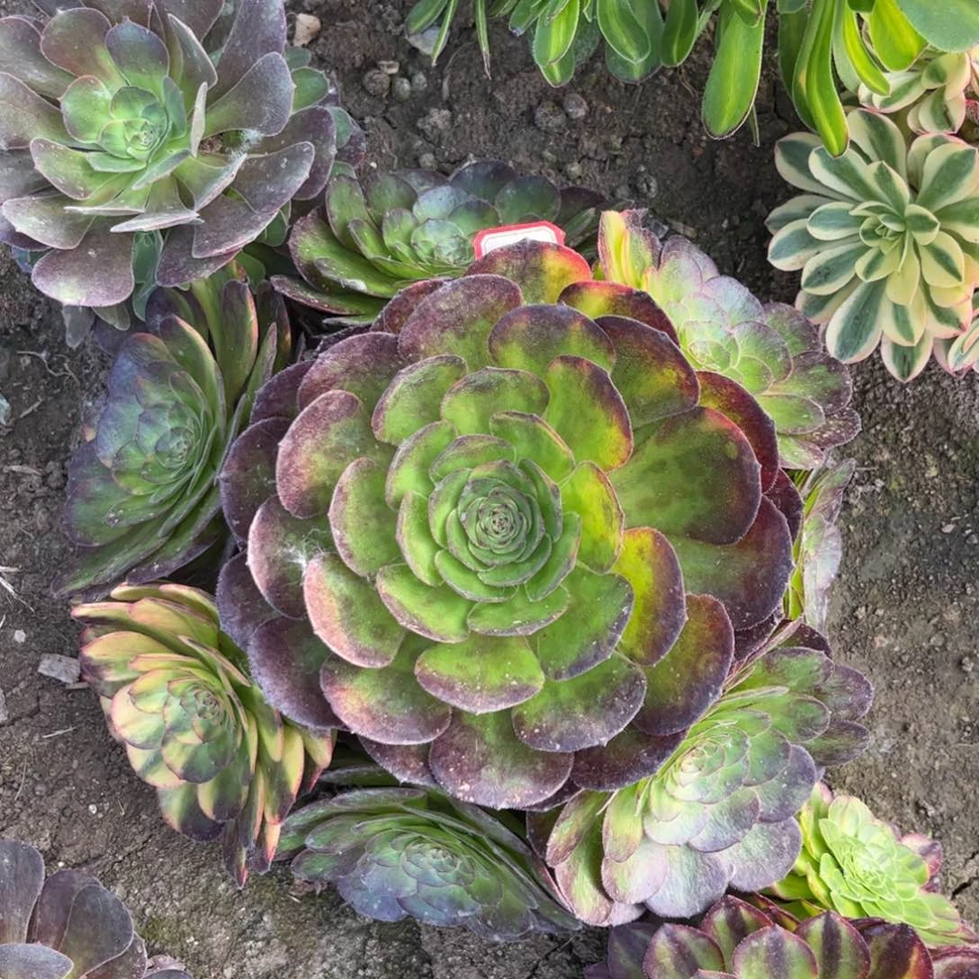 409多肉植物万七彩