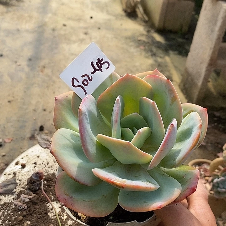 玲****多肉植物白凤902-45