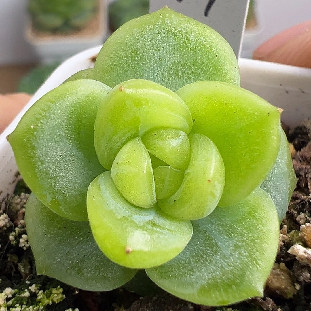 风花雪月小家碧玉。
