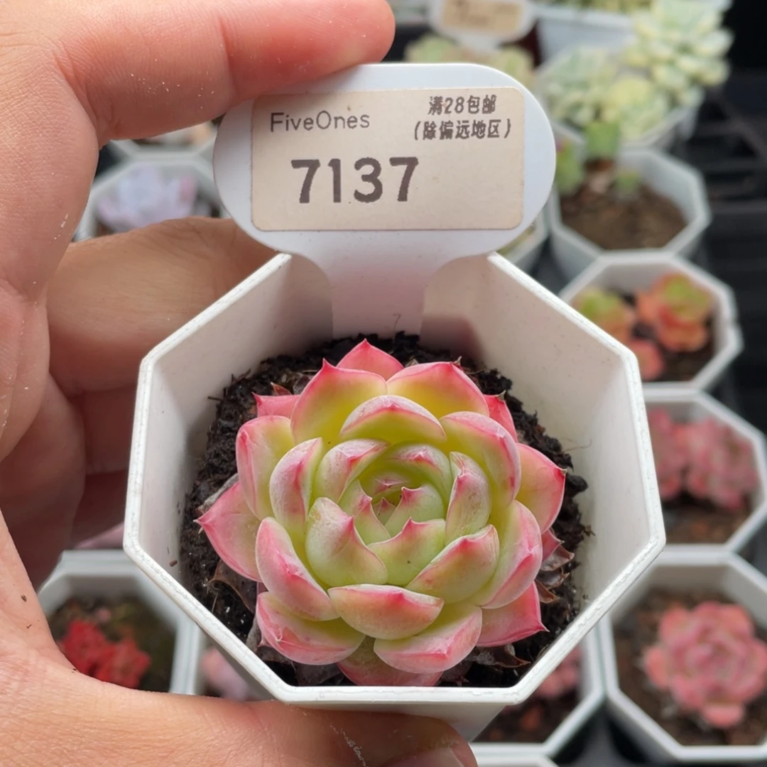 孤星7137-4.5厘米