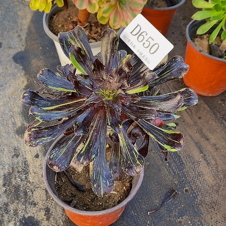 650水墨丹青多肉植物