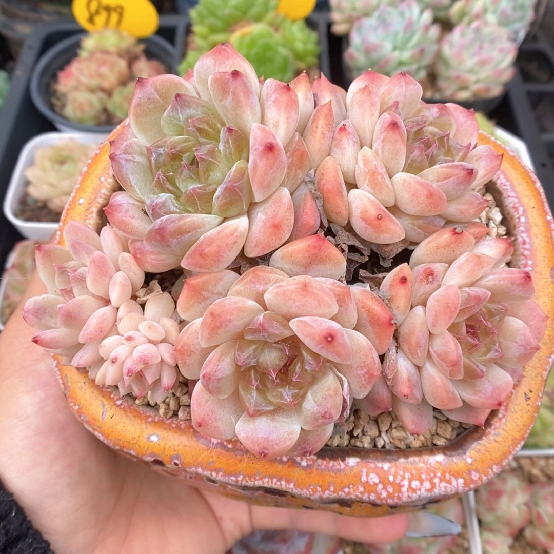 黄琉璃冰魄830号。