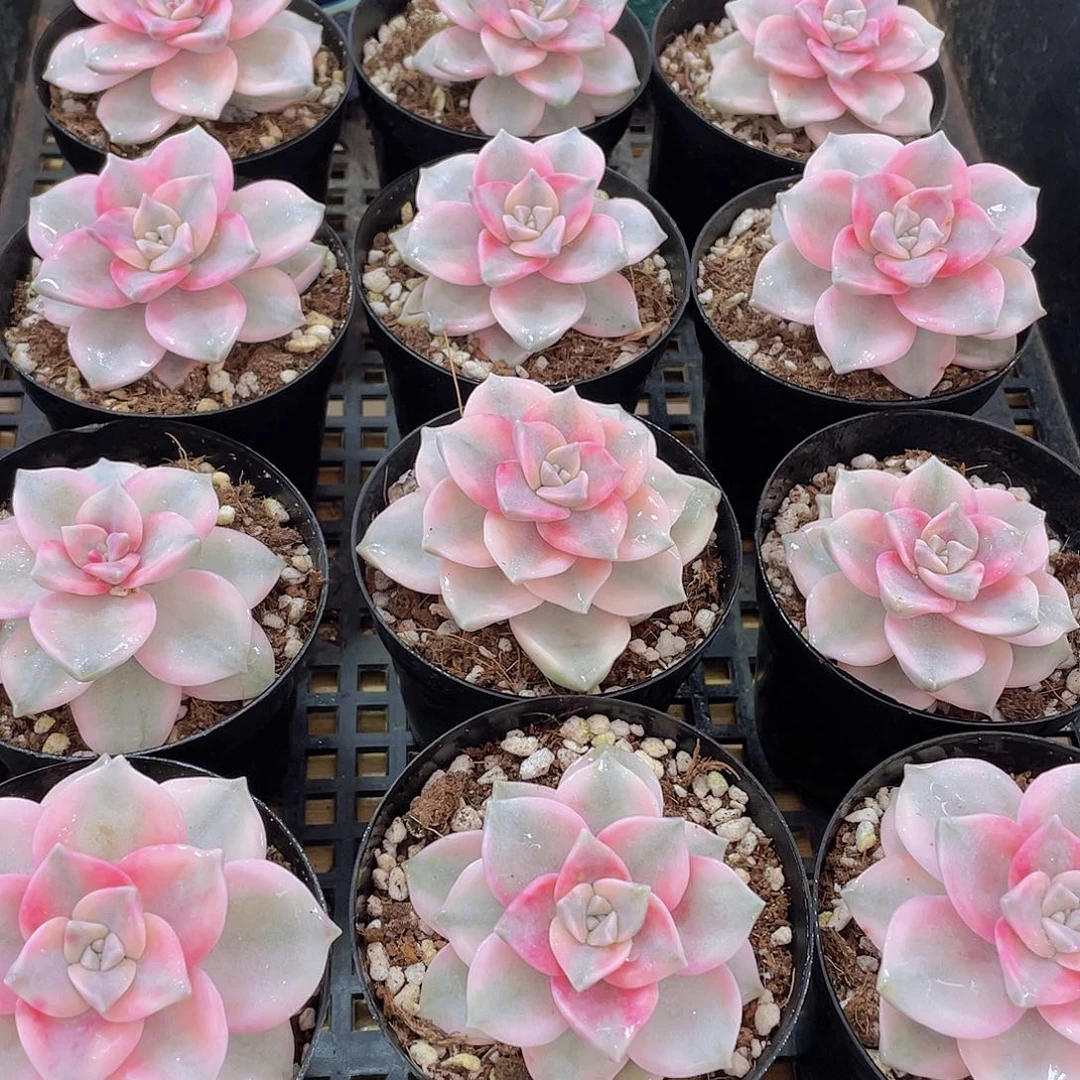 量拍138号 紫乐锦单头一个