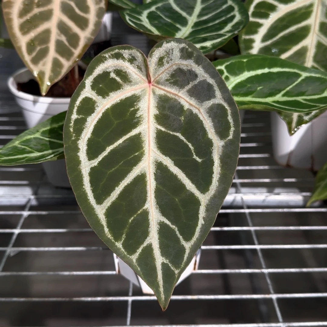 不开花植物1821 红纱