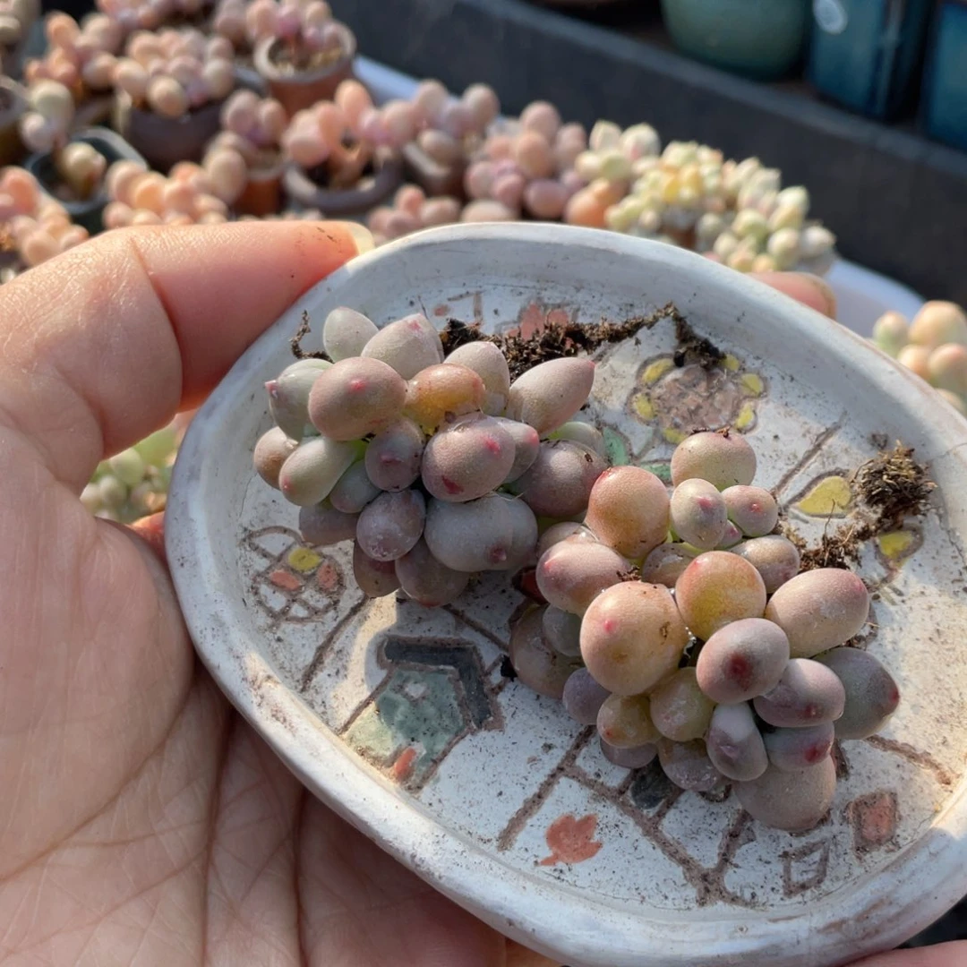 苹果奶群多肉植物