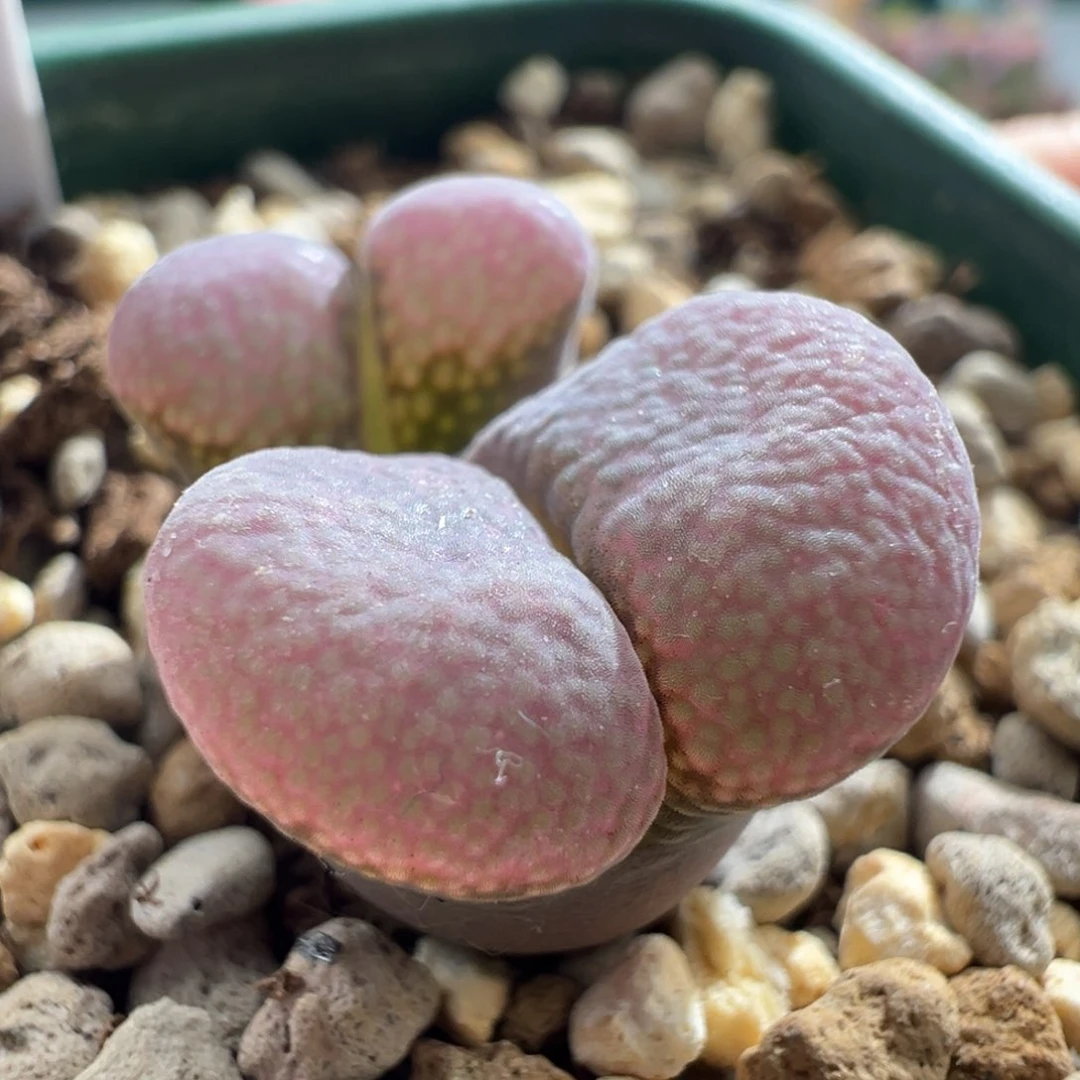 1314/。优选青蛙se肯哈德。   大宽翻窗 决绝子