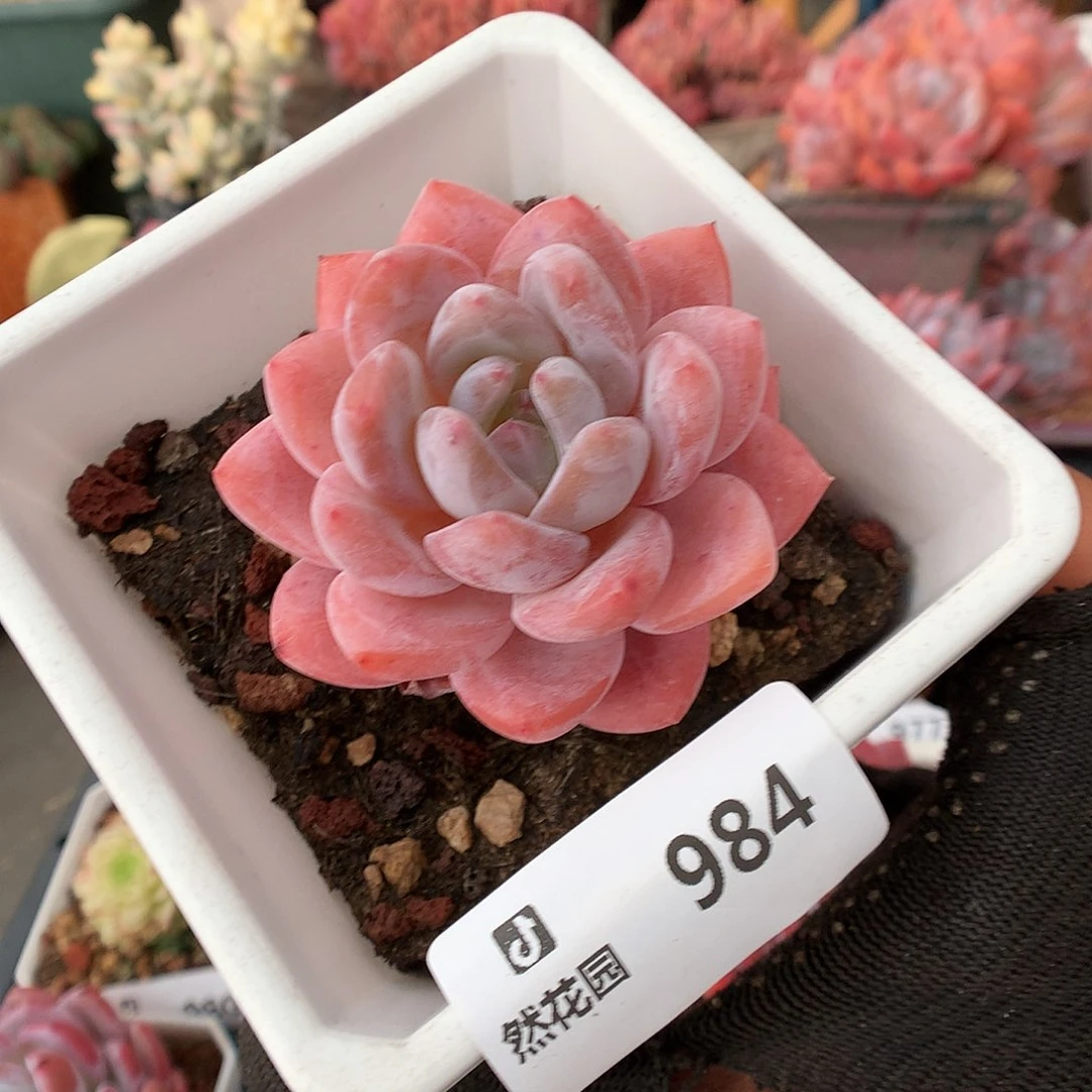 984雪天使多肉植物6666