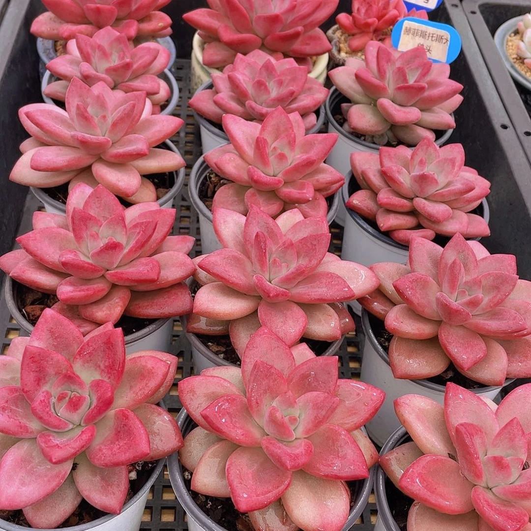 量拍70号 赫菲斯托大单头一个