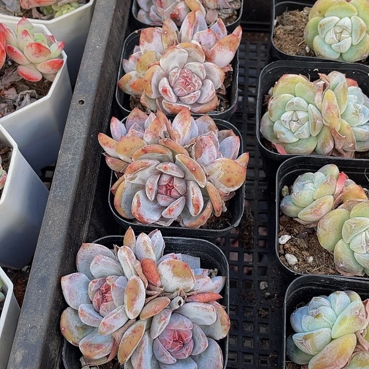 三头橙梦露6.5方带盆土发