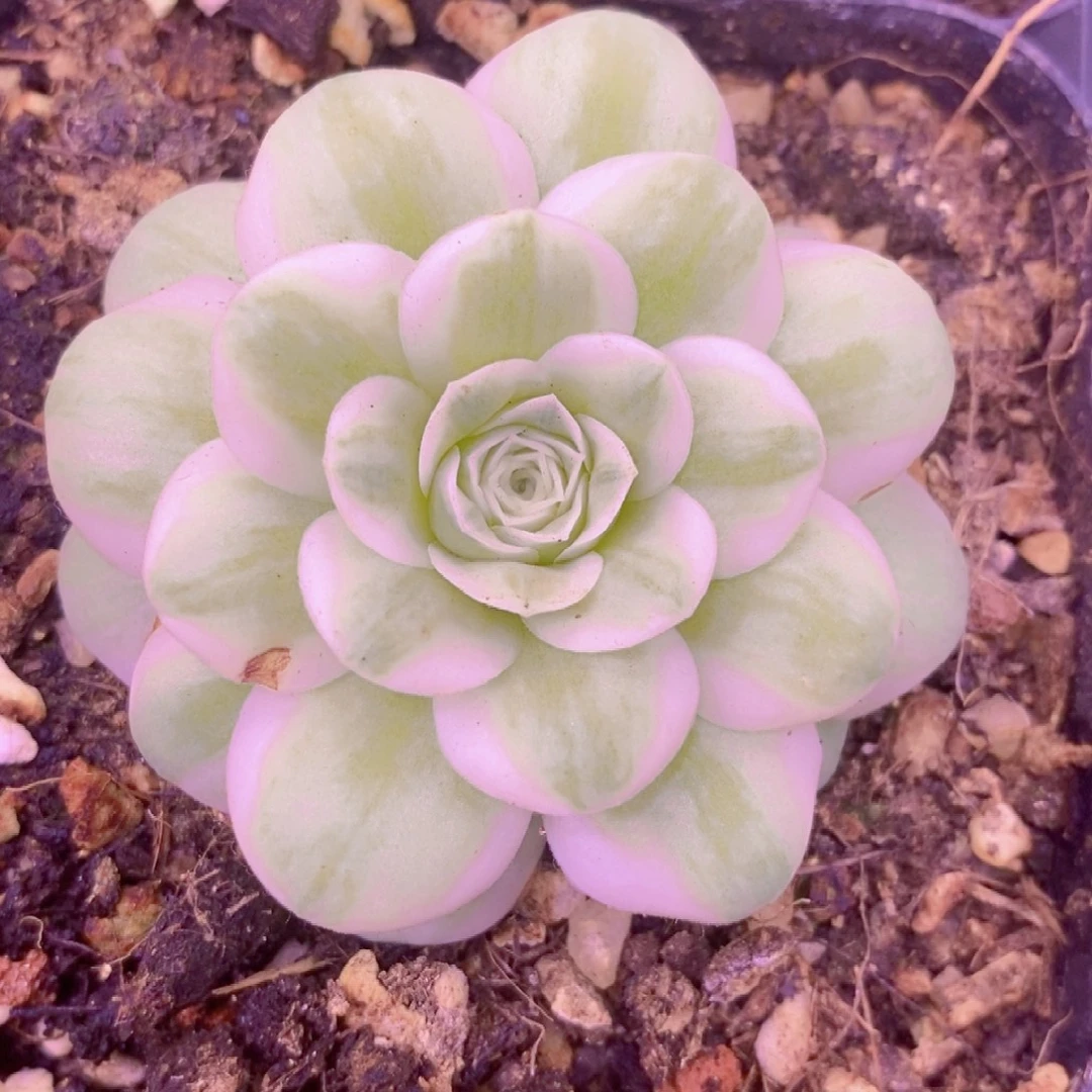 冬雪单头一物一拍005山地玫瑰