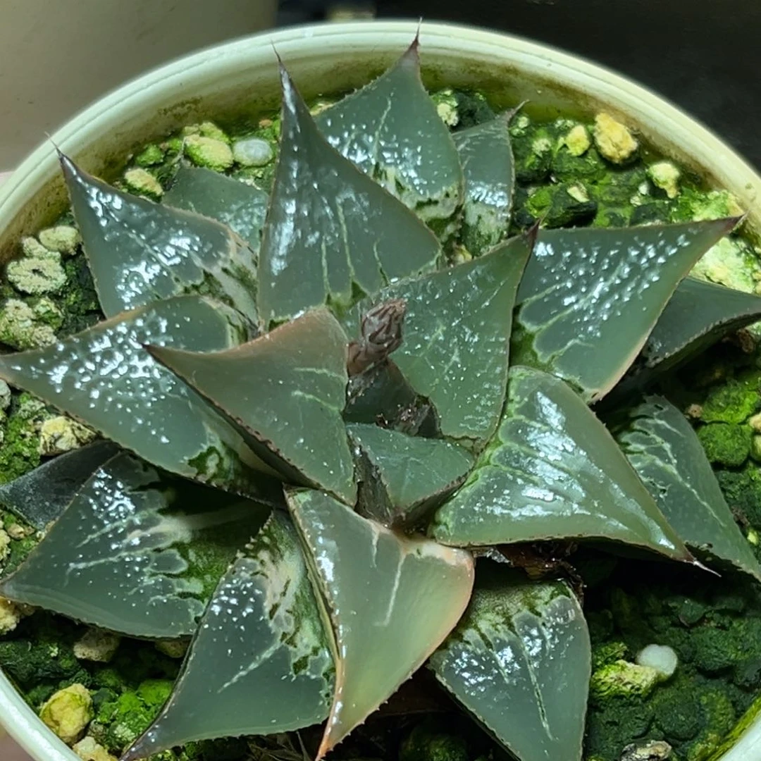 恭喜发财大吉大利0081