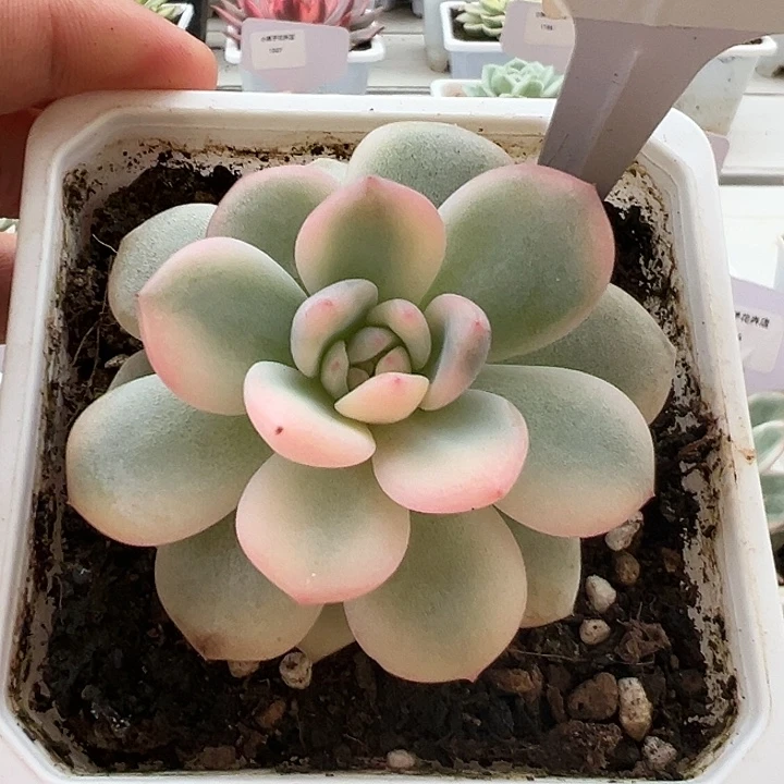 1008号橙梦露锦多肉