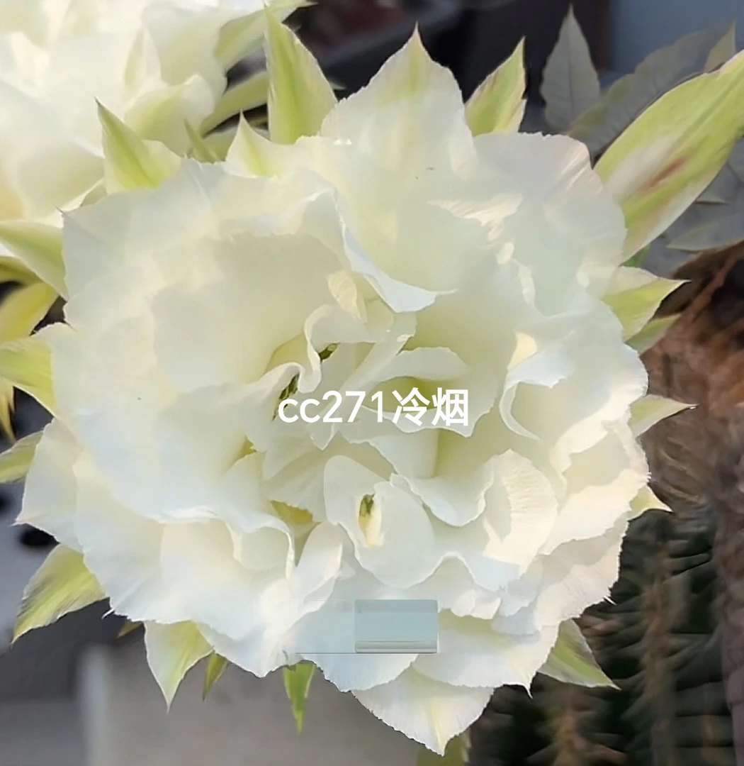 彩草cc271冷烟侧芽歪 满28包邮非偏远