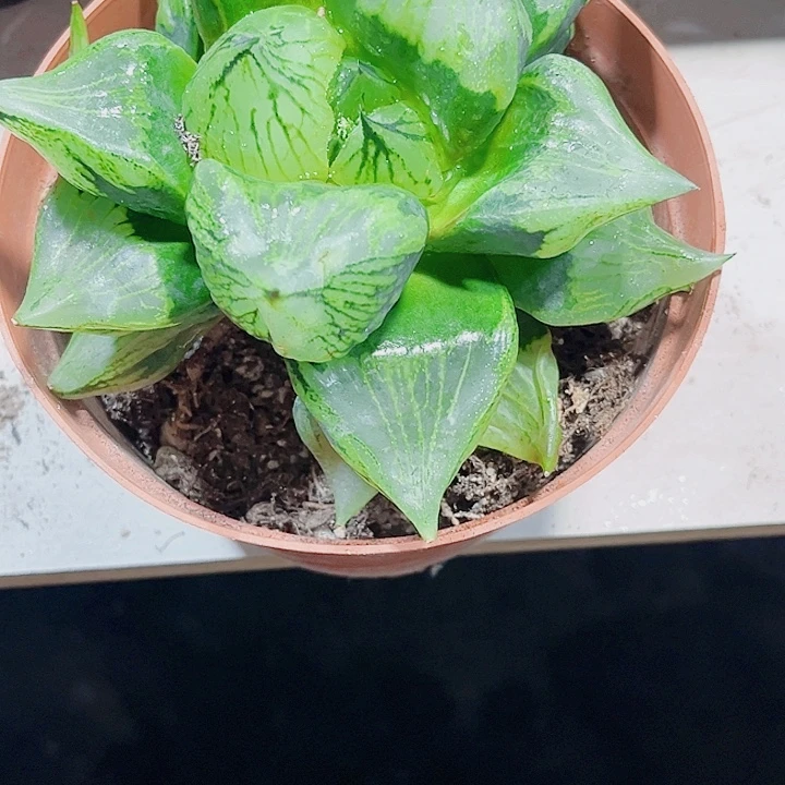 母本裹般若精品大母本