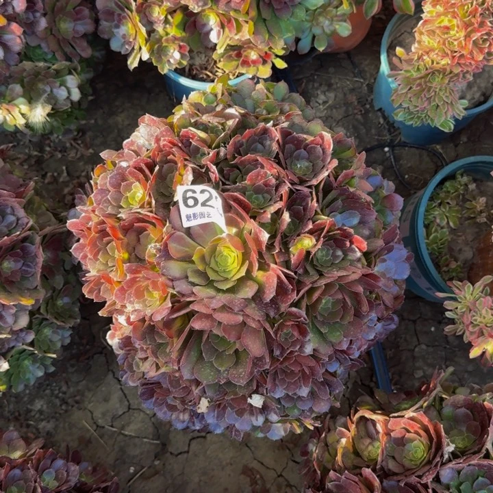 荷兰玫瑰29-19包邮花花