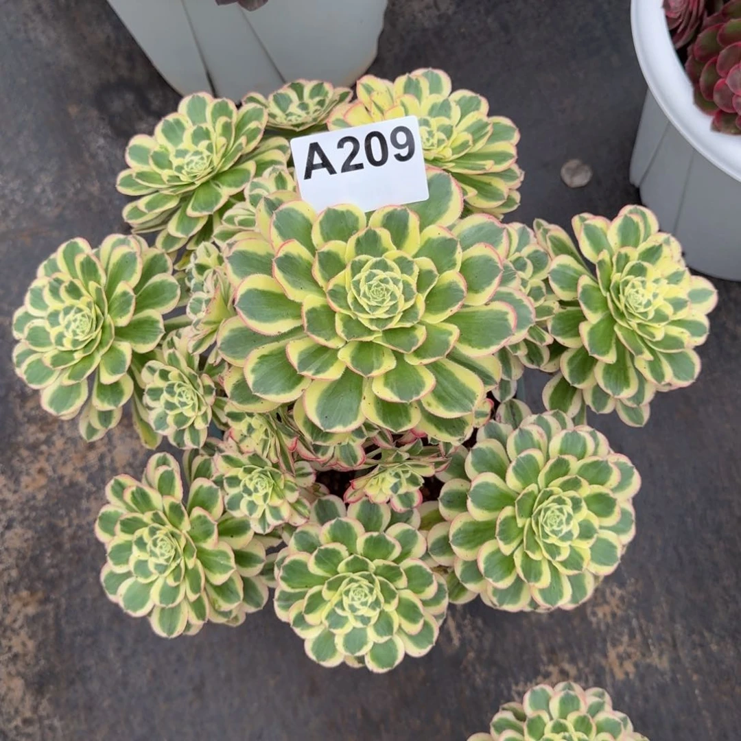 人***己209多肉植物白兰地