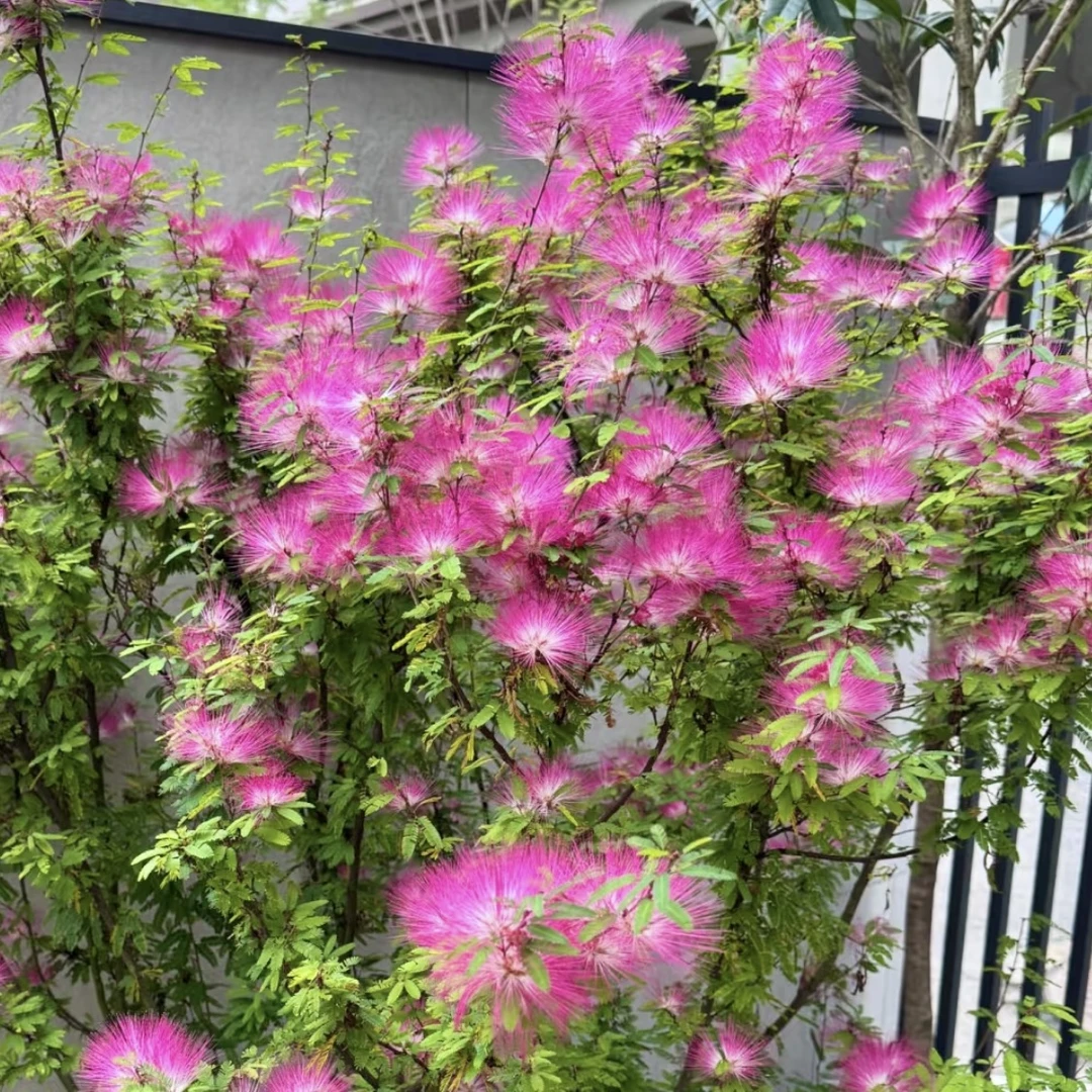 香水合欢花盆栽庭院花园爆花强花卉植物新手易养护