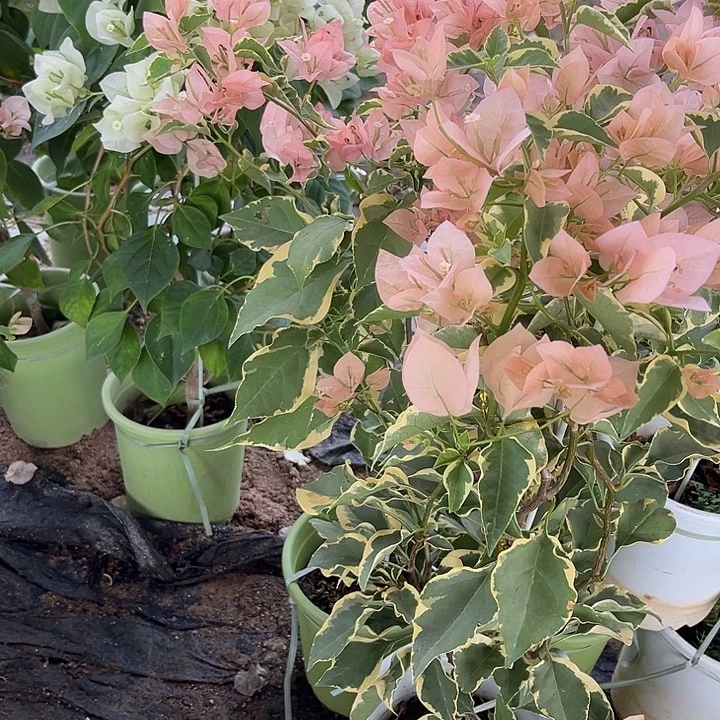 完全开放三角梅马斯