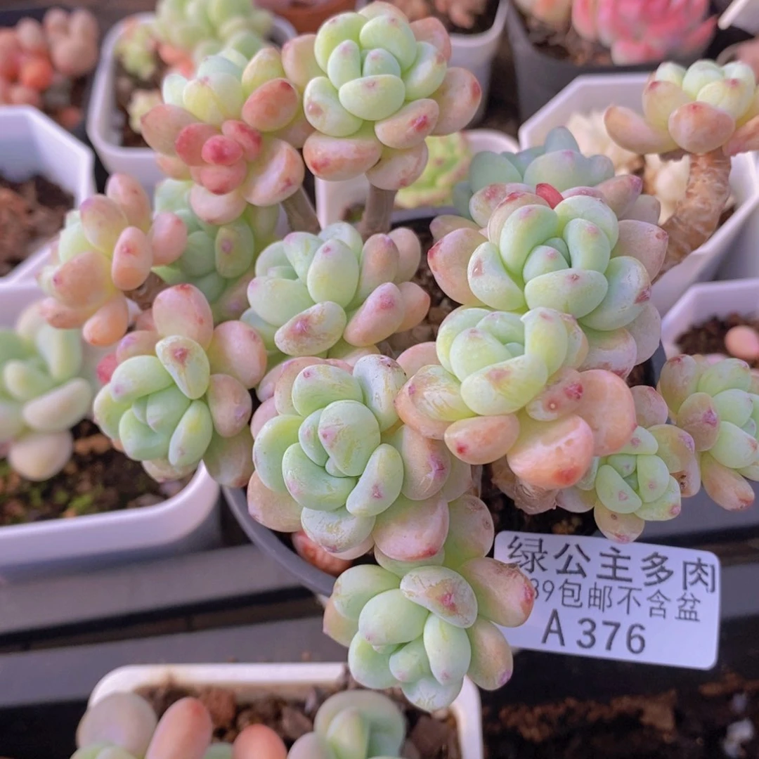 劳尔老桩376多肉酱